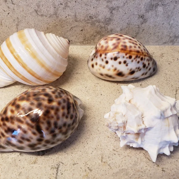 Natural Seashell Collection - Brown and White in mint condition. - Picture 3 of 3